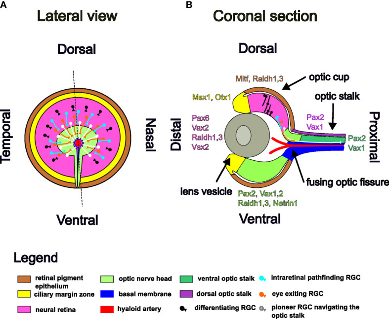 Figure 2