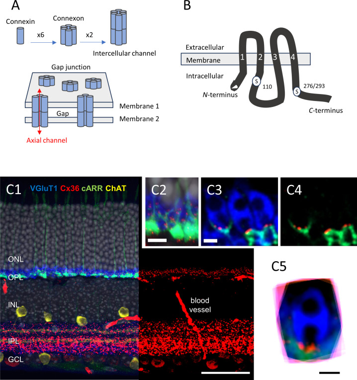 Figure 1
