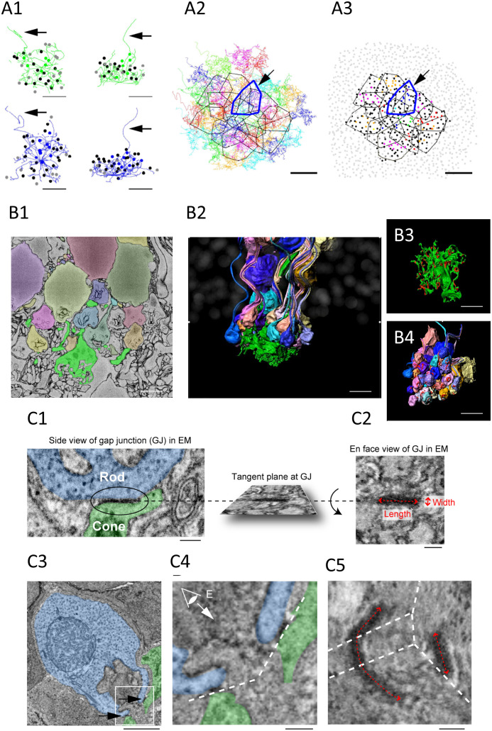 Figure 2