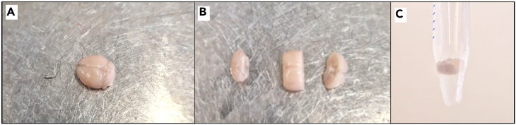 Figure 6