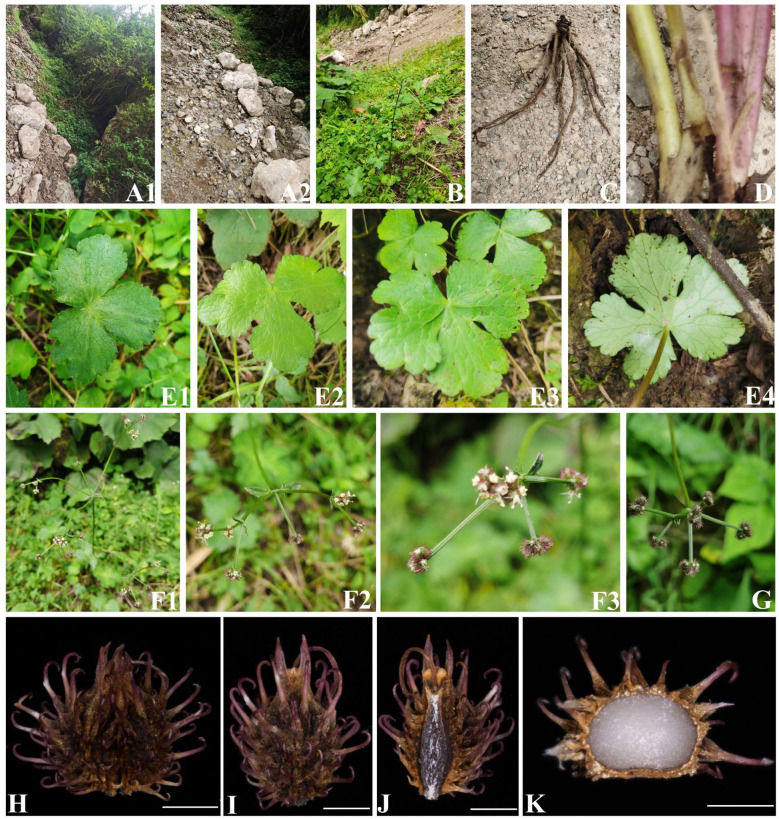 Figure 2