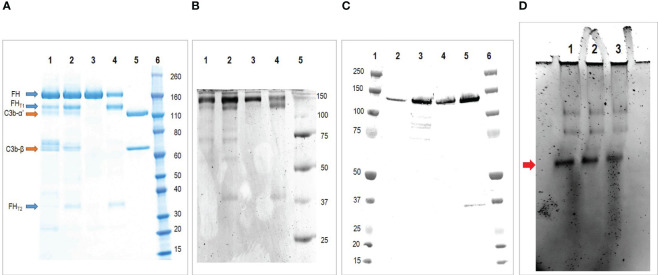 Figure 3