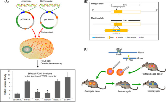 FIGURE 2