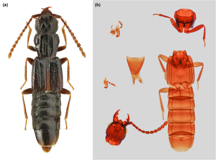 FIGURE 1