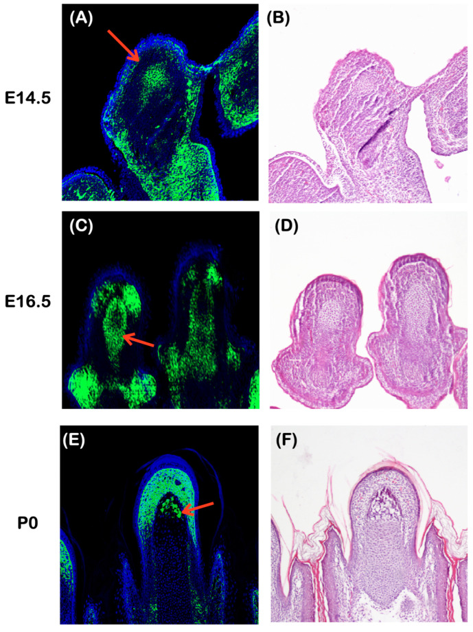 Figure 12