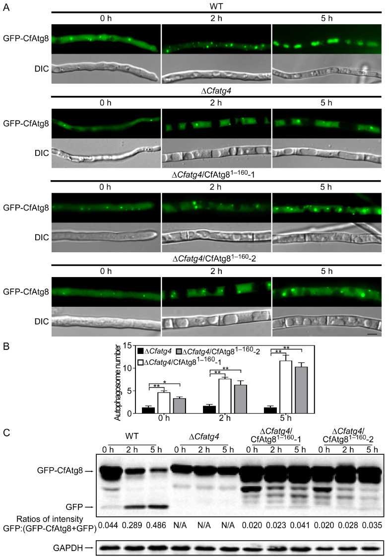 Figure 5