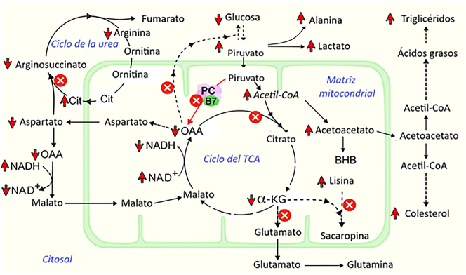 Figura 2
