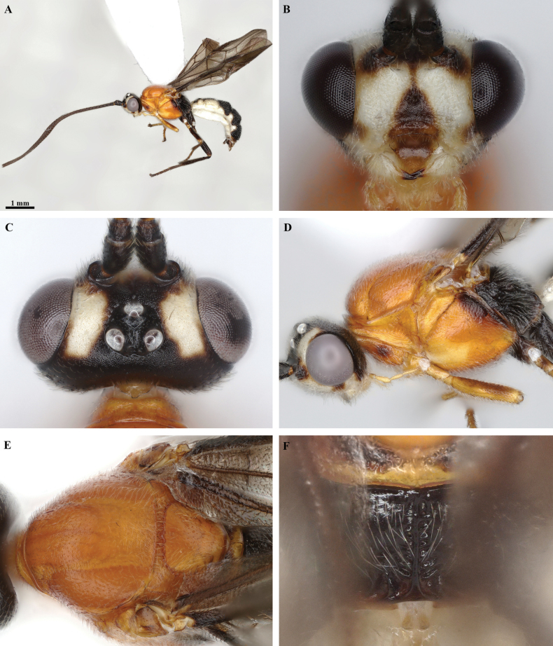 Figure 17