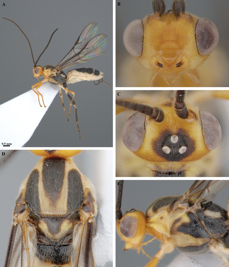 Figure 19