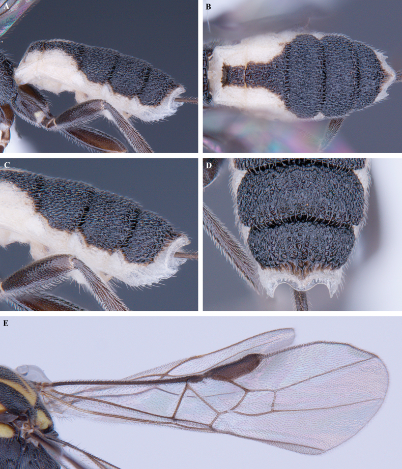 Figure 22
