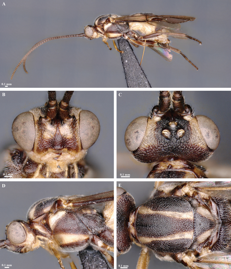 Figure 25