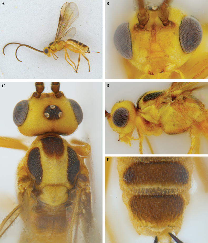 Figure 27