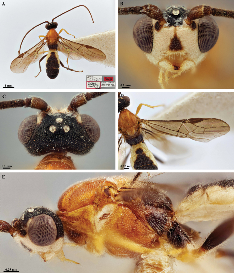 Figure 29