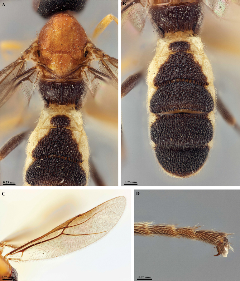 Figure 30