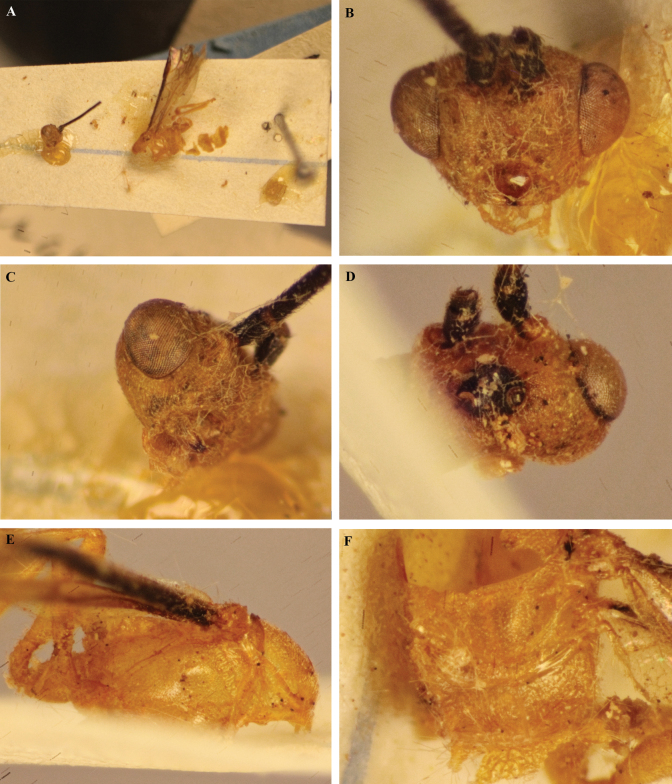 Figure 31