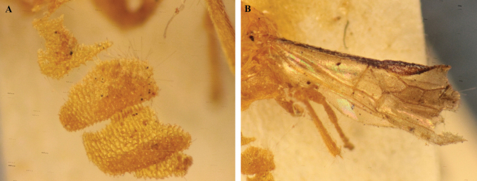 Figure 32