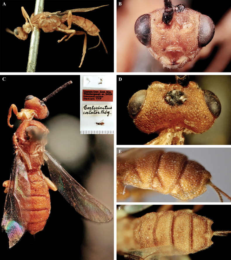 Figure 33