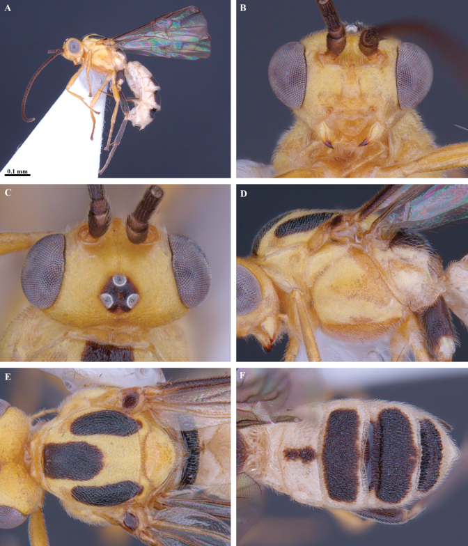 Figure 34