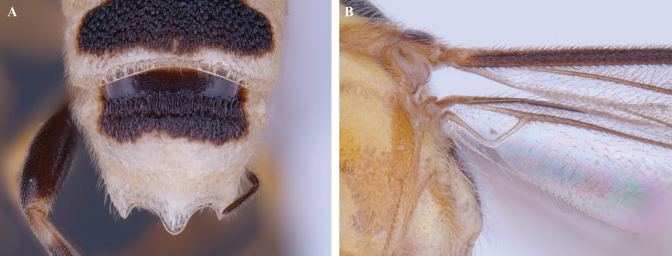 Figure 35