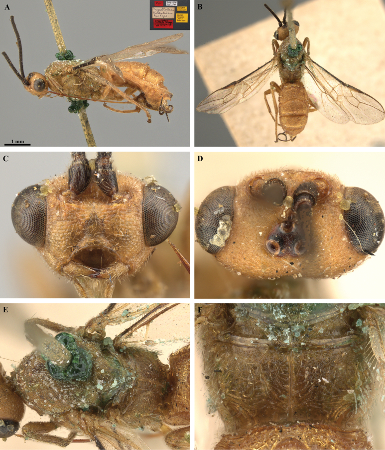 Figure 36
