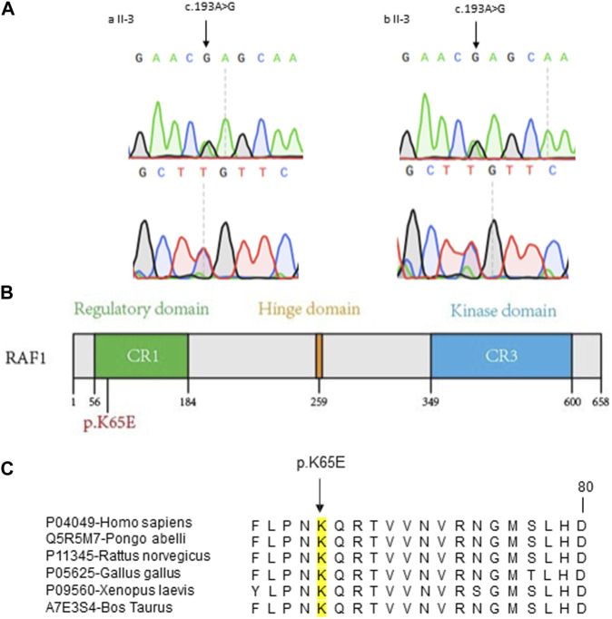 FIGURE 2