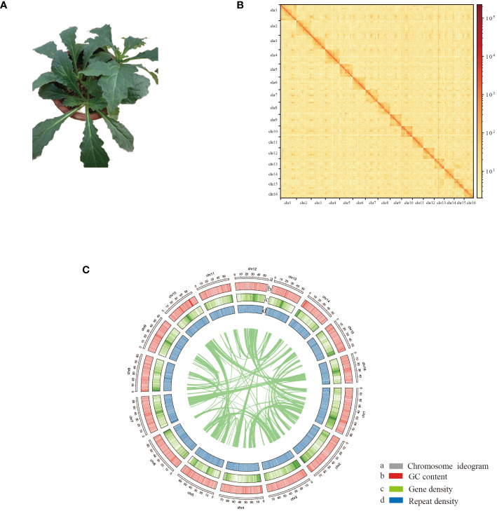 Figure 1