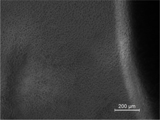 Fig.8