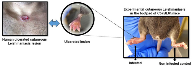 Figure 2