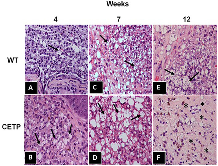 Figure 3