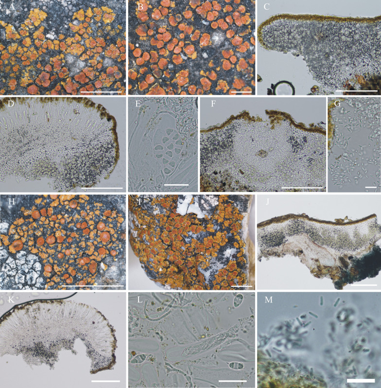 Fig. 13