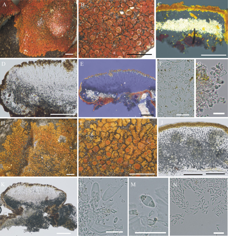 Fig. 7