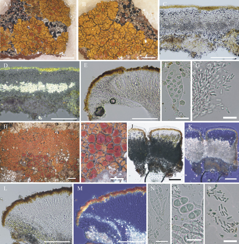 Fig. 8