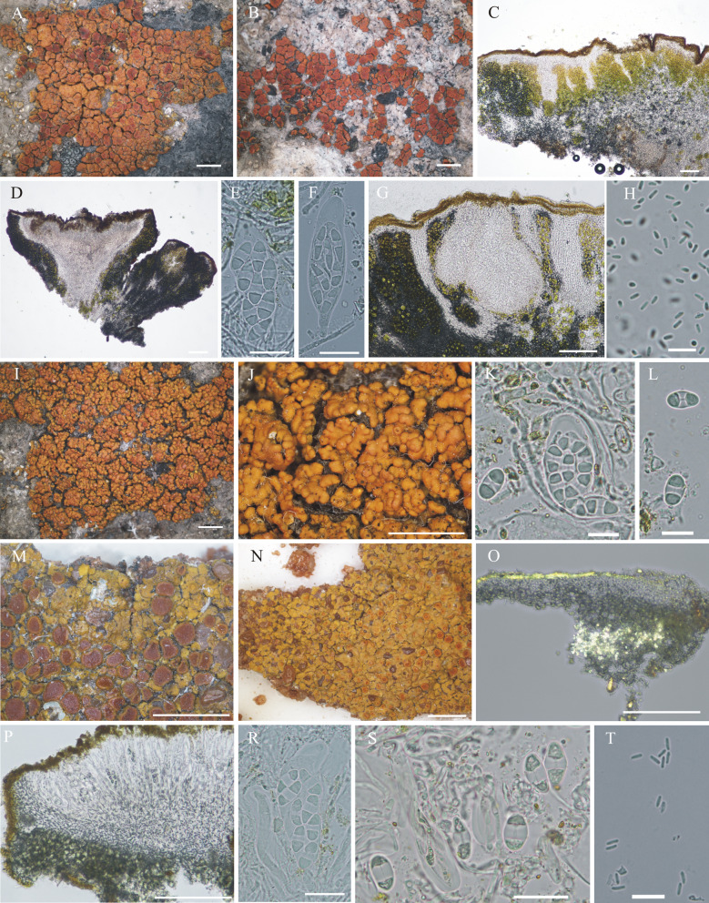 Fig. 9