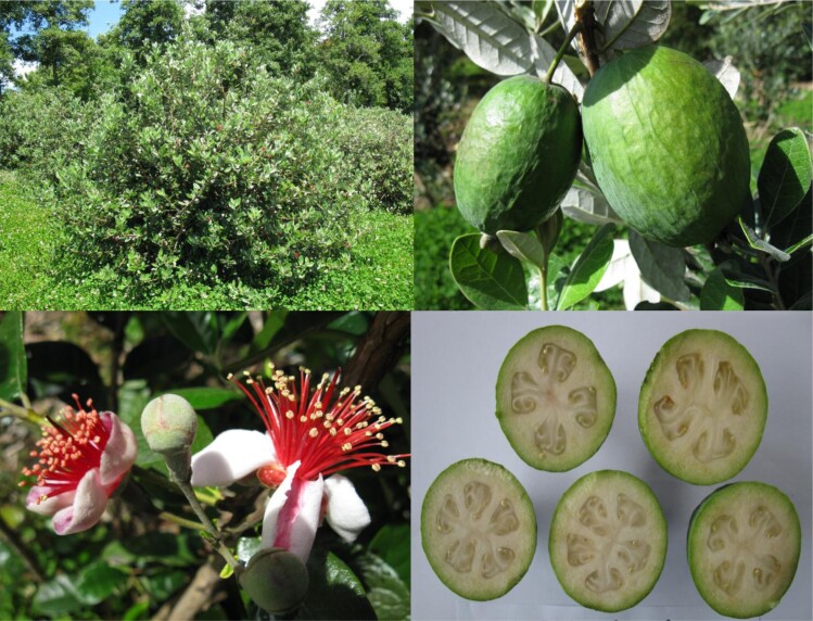 Fig. 1