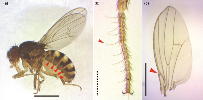 FIGURE 3