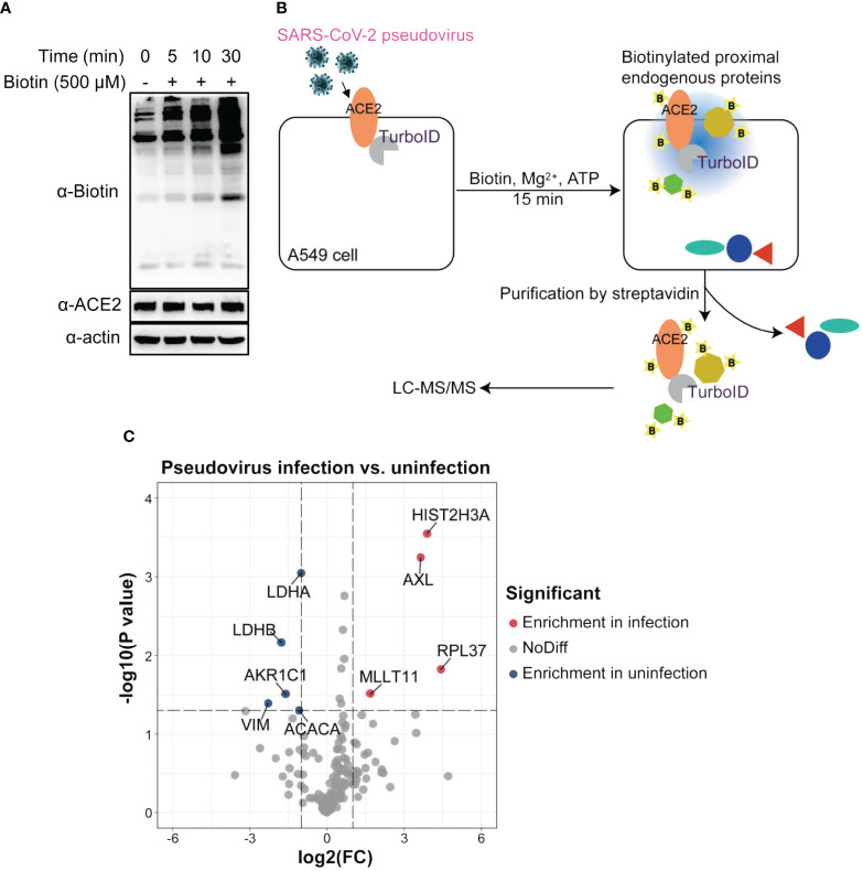 Figure 2