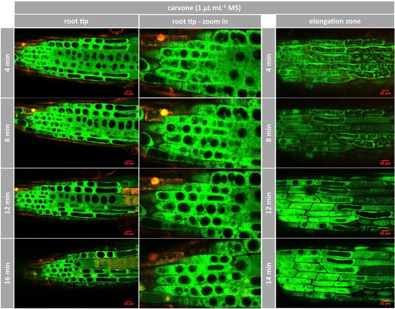 Figure 11