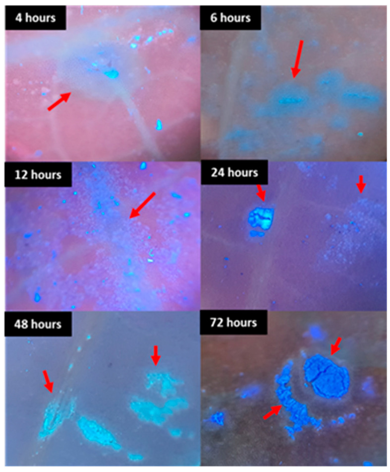 Figure 12