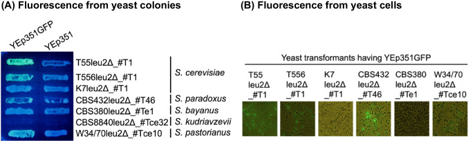 Figure 5