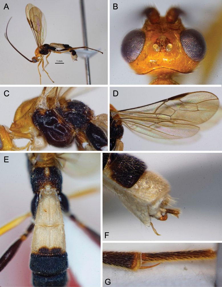 Figure 17