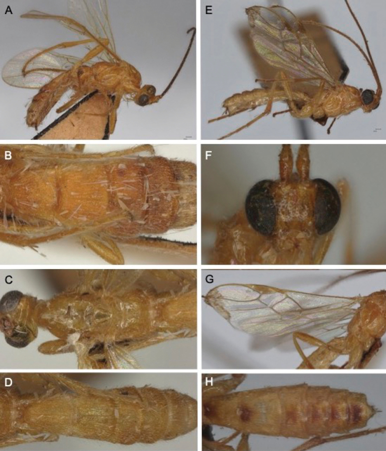 Figure 20