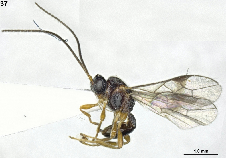 Figure 37