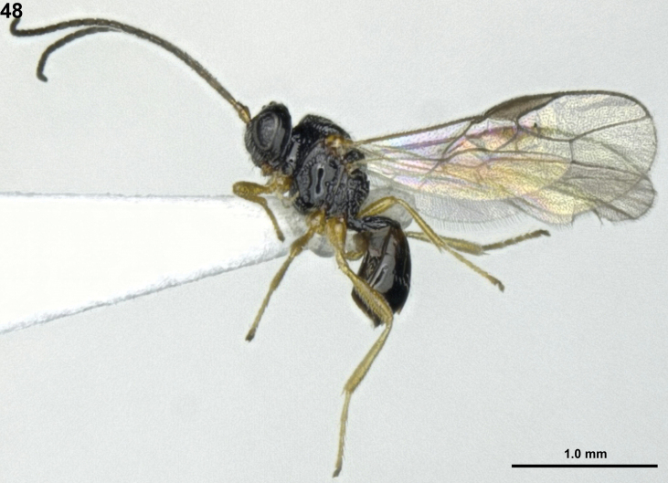 Figure 48