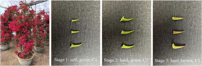 FIGURE 1