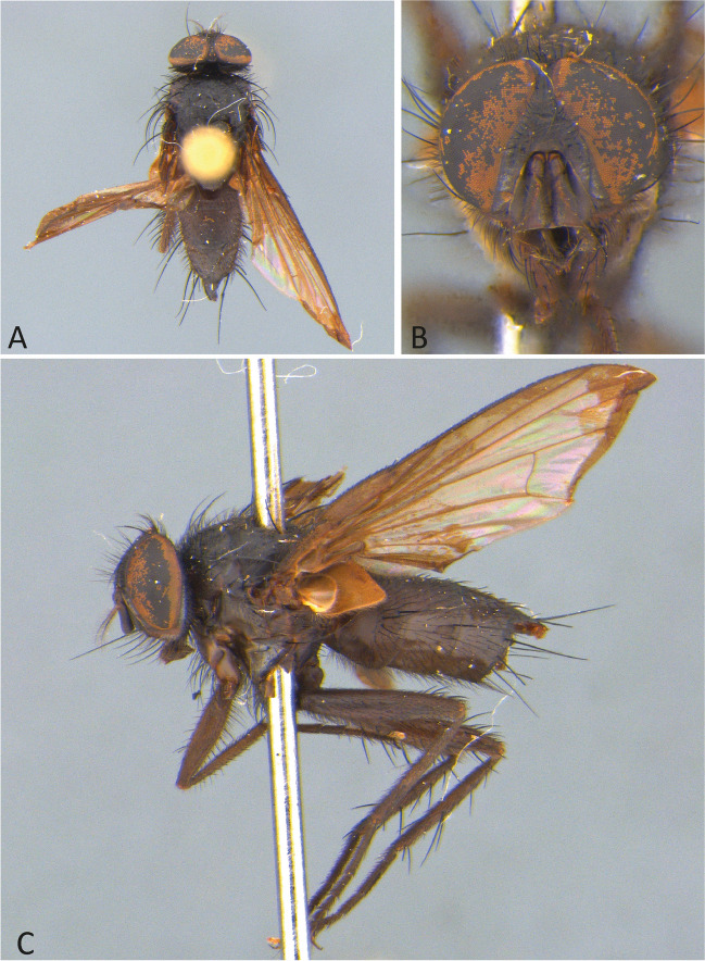 Figure 4