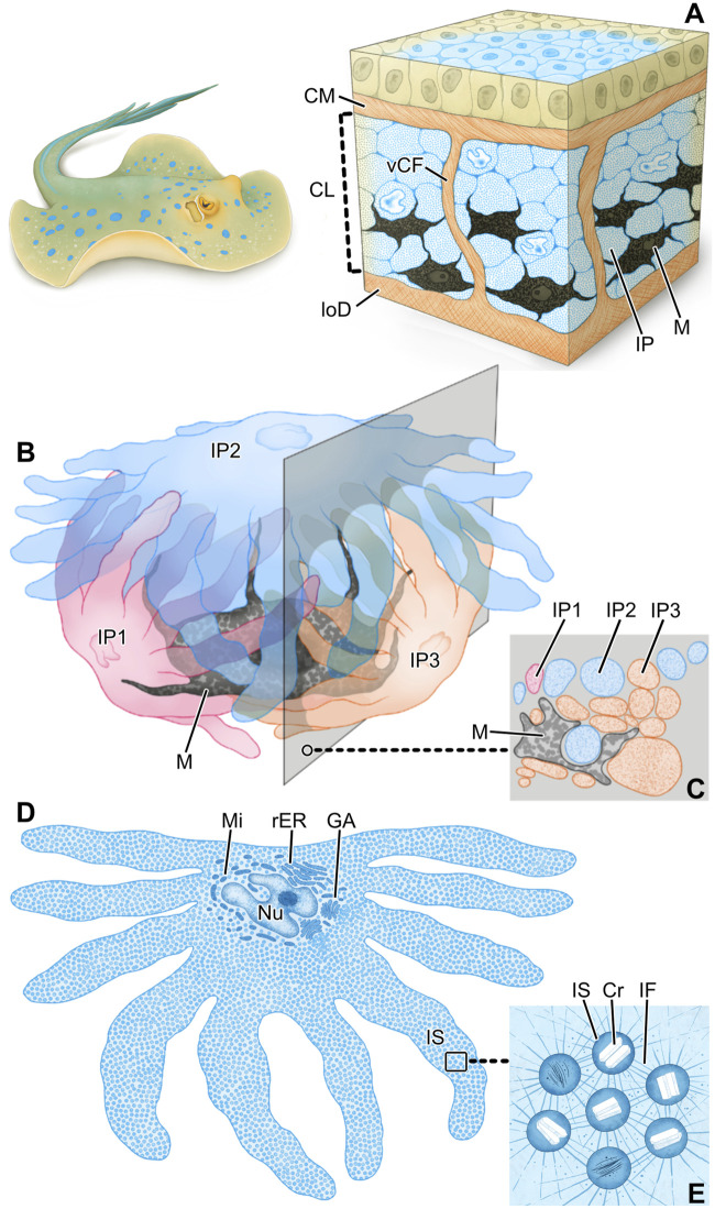 FIGURE 9