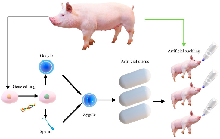Figure 5