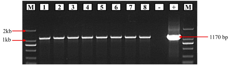 Figure 5