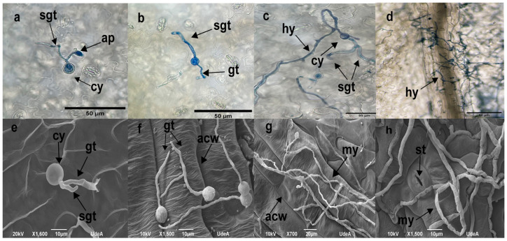 Figure 5