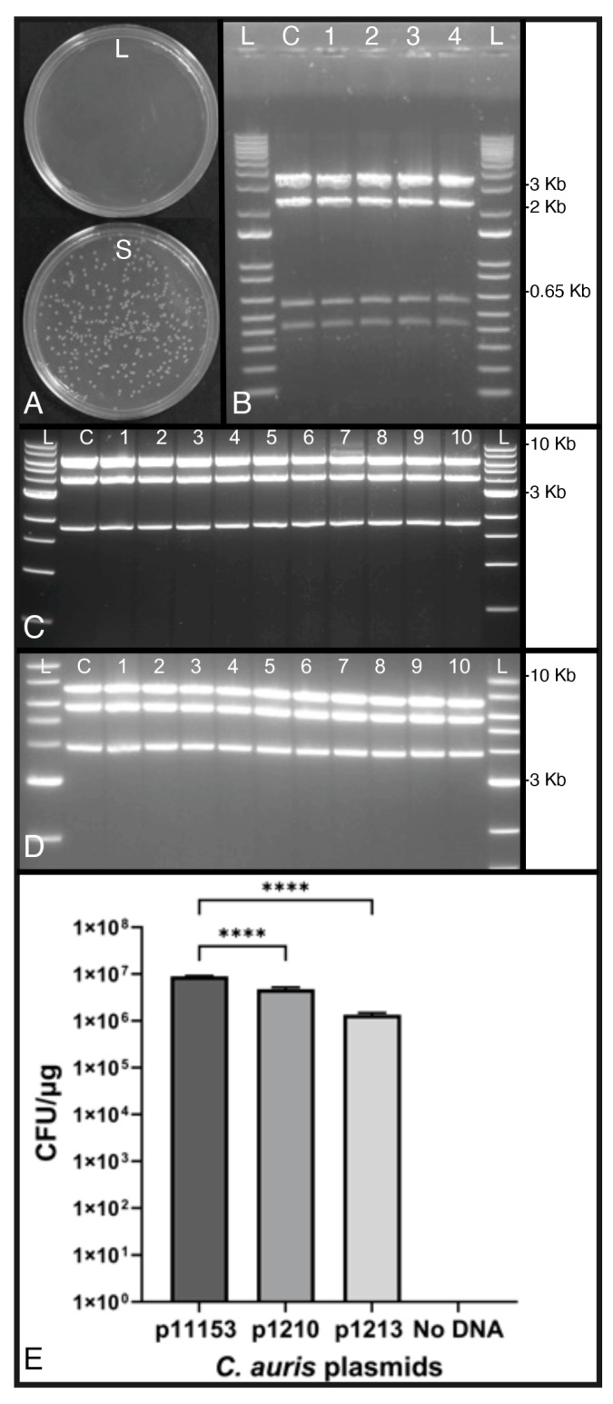 Figure 7